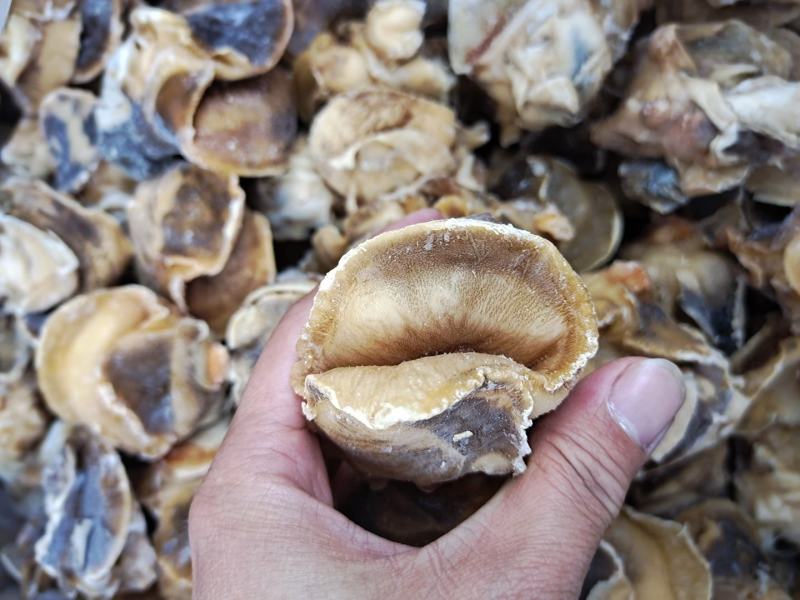 高压锅蒸煮香螺肉玉螺肉坐标丹东东港海源水产