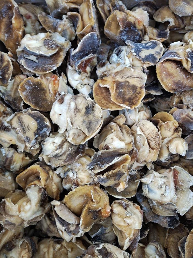 高压锅蒸煮香螺肉玉螺肉坐标丹东东港海源水产