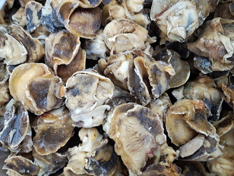 高压锅蒸煮香螺肉玉螺肉坐标丹东东港海源水产