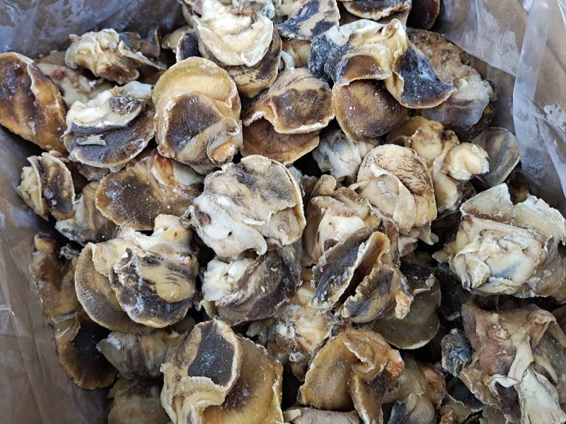 高压锅蒸煮香螺肉玉螺肉坐标丹东东港海源水产
