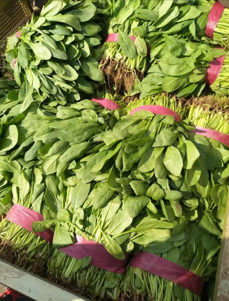 精品小叶菠菜，高杆菠菜40-50公分每日走货20万余斤