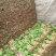 精品小叶菠菜，高杆菠菜40-50公分每日走货20万余斤