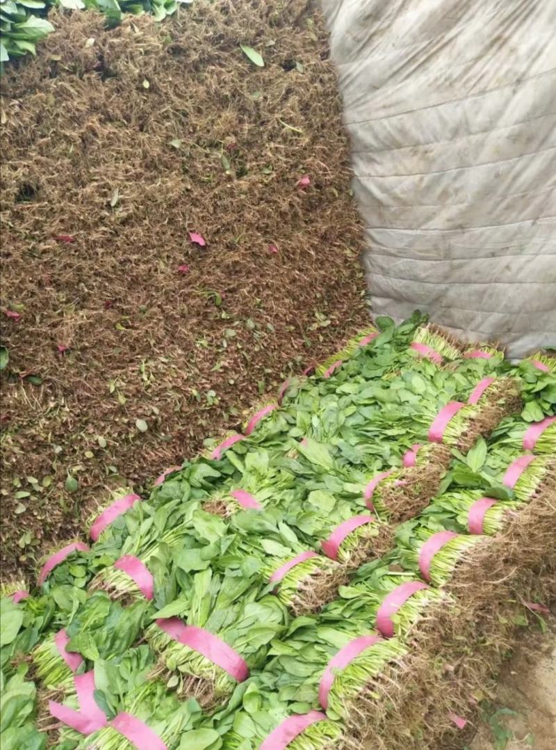 精品小叶菠菜，高杆菠菜40-50公分每日走货20万余斤
