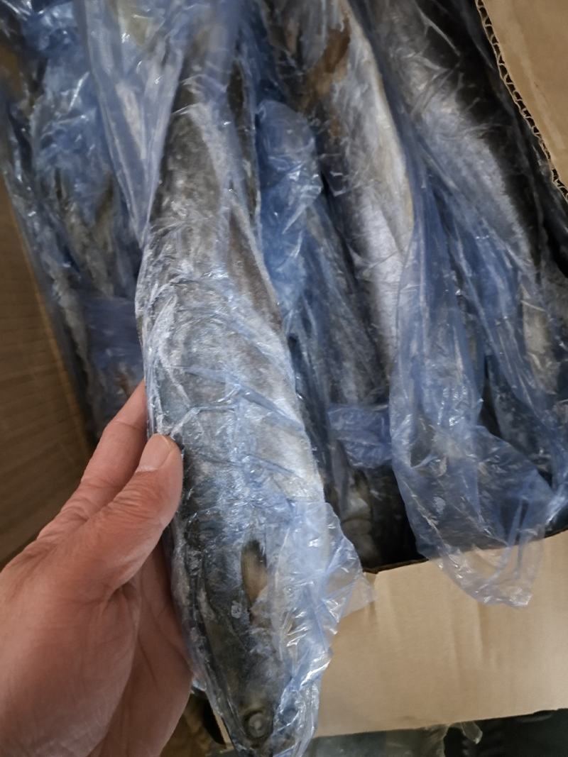 船冻鲅鱼四两到六两十五公斤一板新鲜度好坐标丹东东港海源水