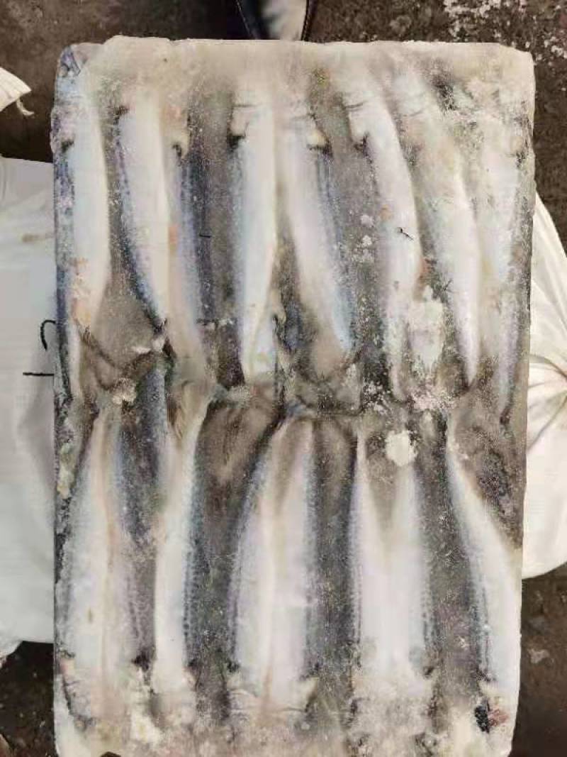 船冻鲅鱼四两到六两十五公斤一板新鲜度好坐标丹东东港海源水