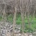 石榴花苗石榴树湖北襄阳谷城