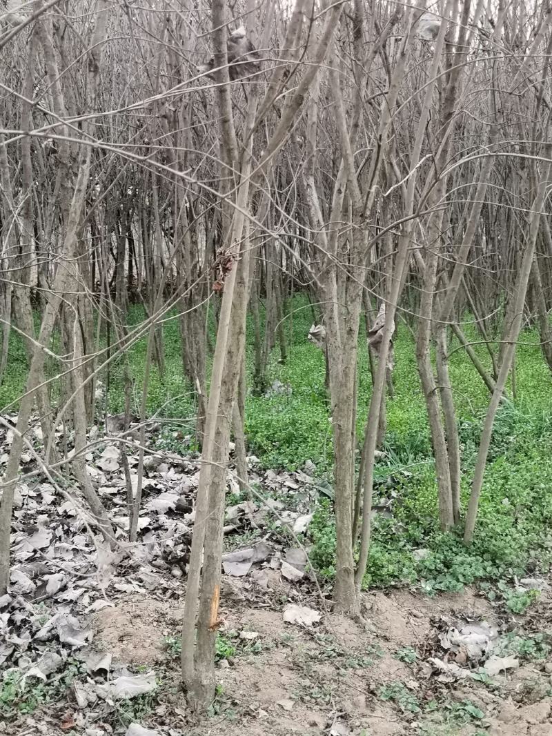 石榴花苗石榴树湖北襄阳谷城