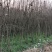 石榴花苗石榴树湖北襄阳谷城