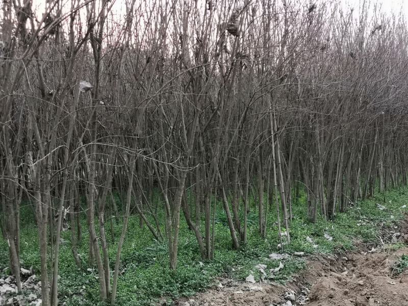 石榴花苗石榴树湖北襄阳谷城