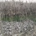 石榴花苗石榴树湖北襄阳谷城
