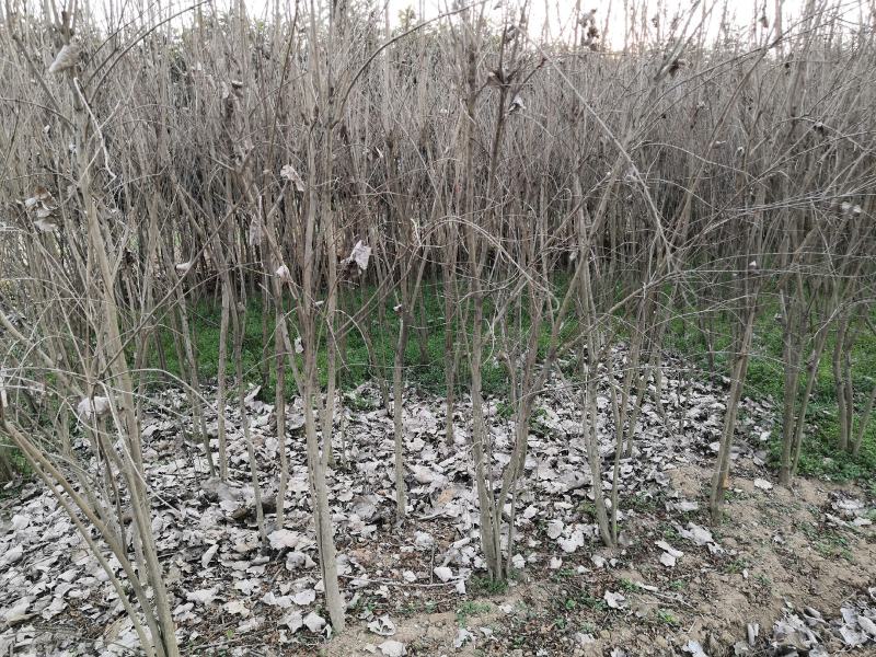 石榴花苗石榴树湖北襄阳谷城