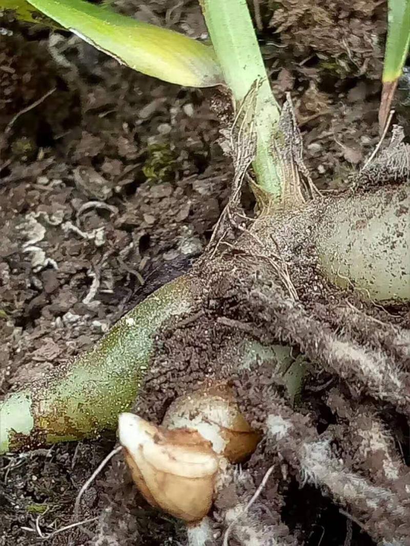 精品白芨，大量出售，欢迎询价