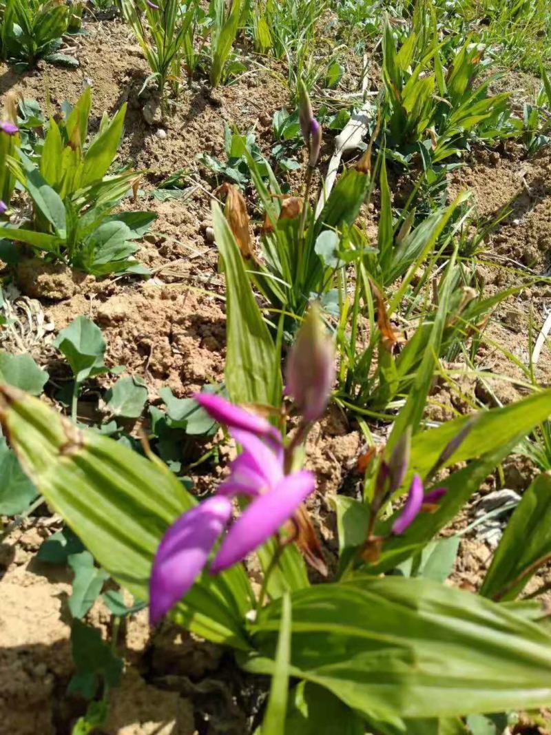 精品白芨，大量出售，欢迎询价