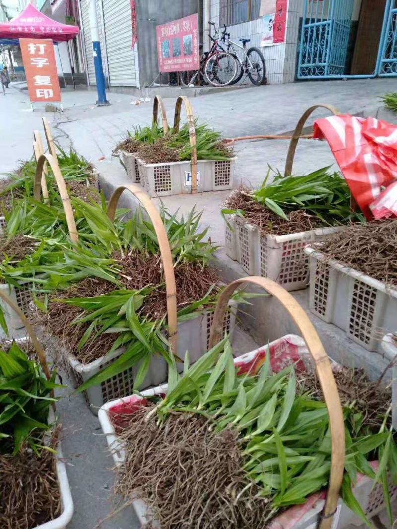 精品白芨，大量出售，欢迎询价