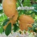 九月黄苗九月瓜苗，两年生，种植易活，两年挂果