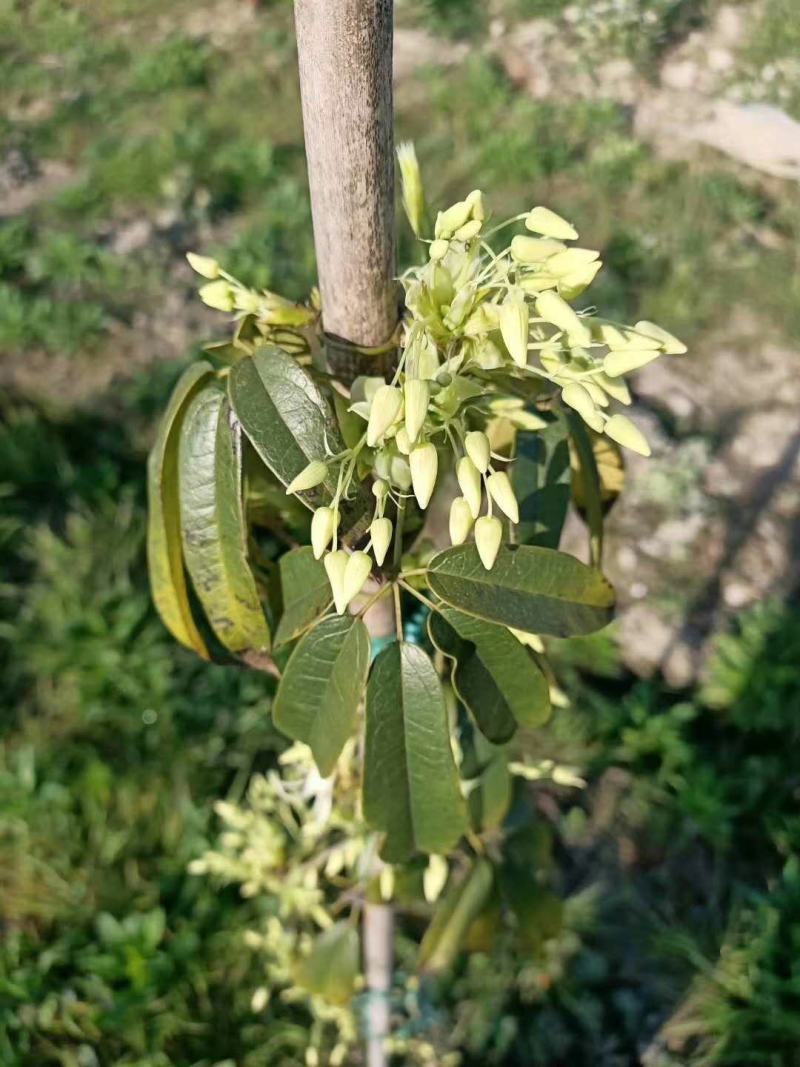 九月黄苗九月瓜苗，两年生，种植易活，两年挂果