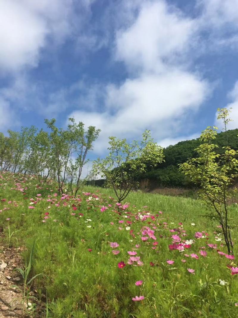 长白山老克里湖森林原蜂蜜