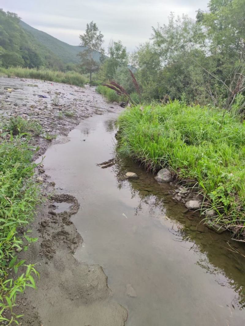 长白山老克里湖森林原蜂蜜