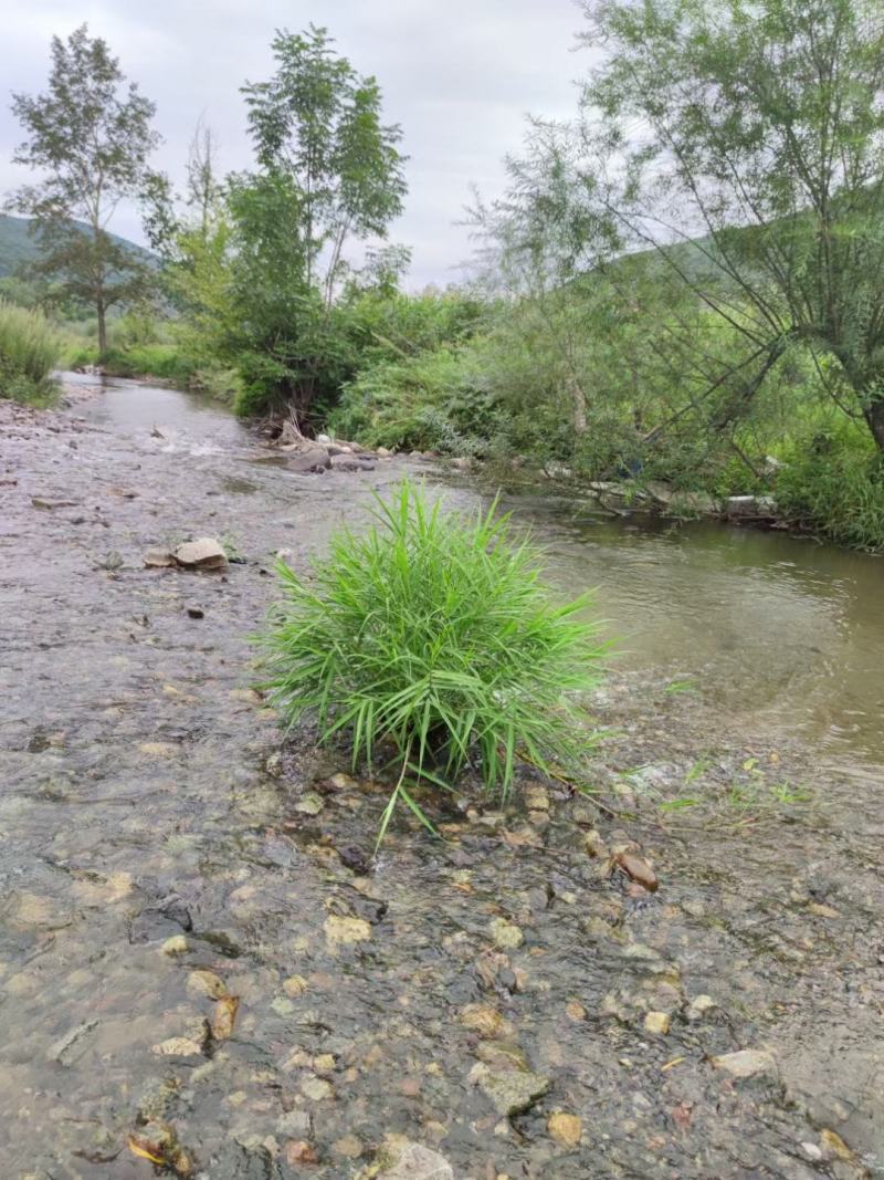 长白山老克里湖森林原蜂蜜