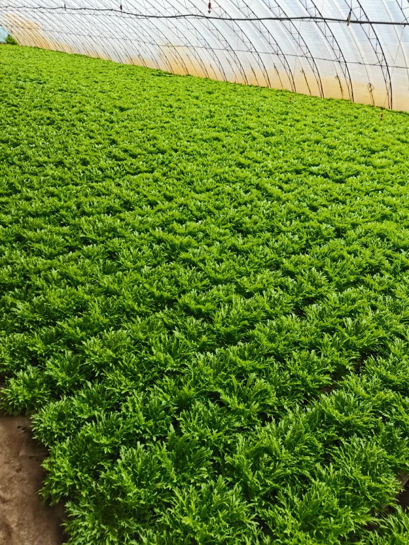 苦菊精品苦菊，苦叶产地直销货量充足，供应全国各地