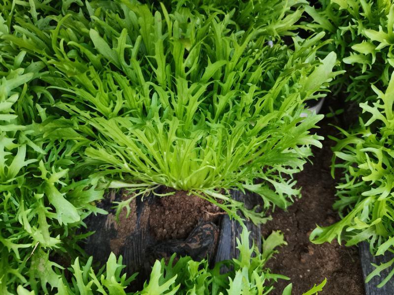 苦菊精品苦菊，苦叶产地直销货量充足，供应全国各地