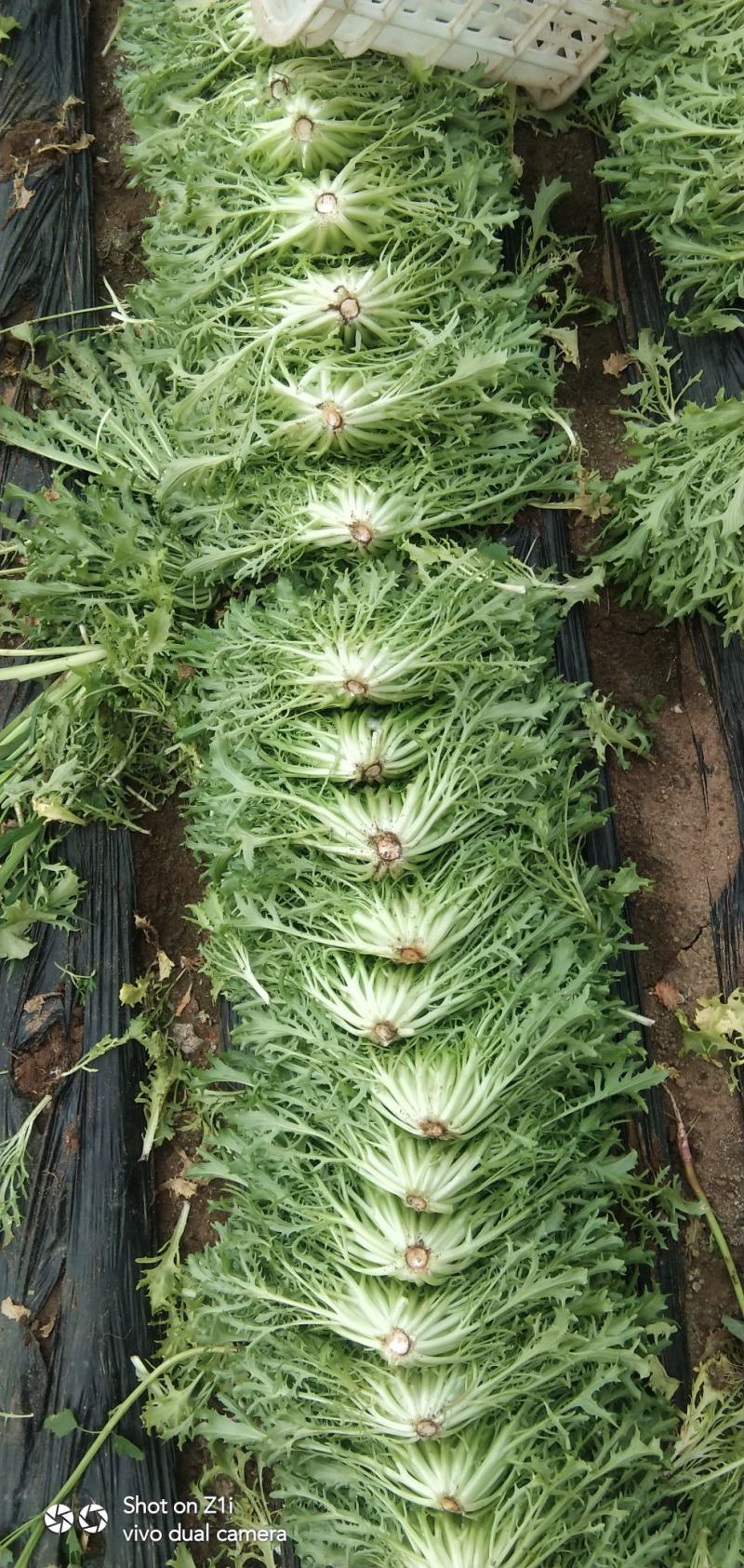 苦菊精品苦菊，苦叶产地直销货量充足，供应全国各地