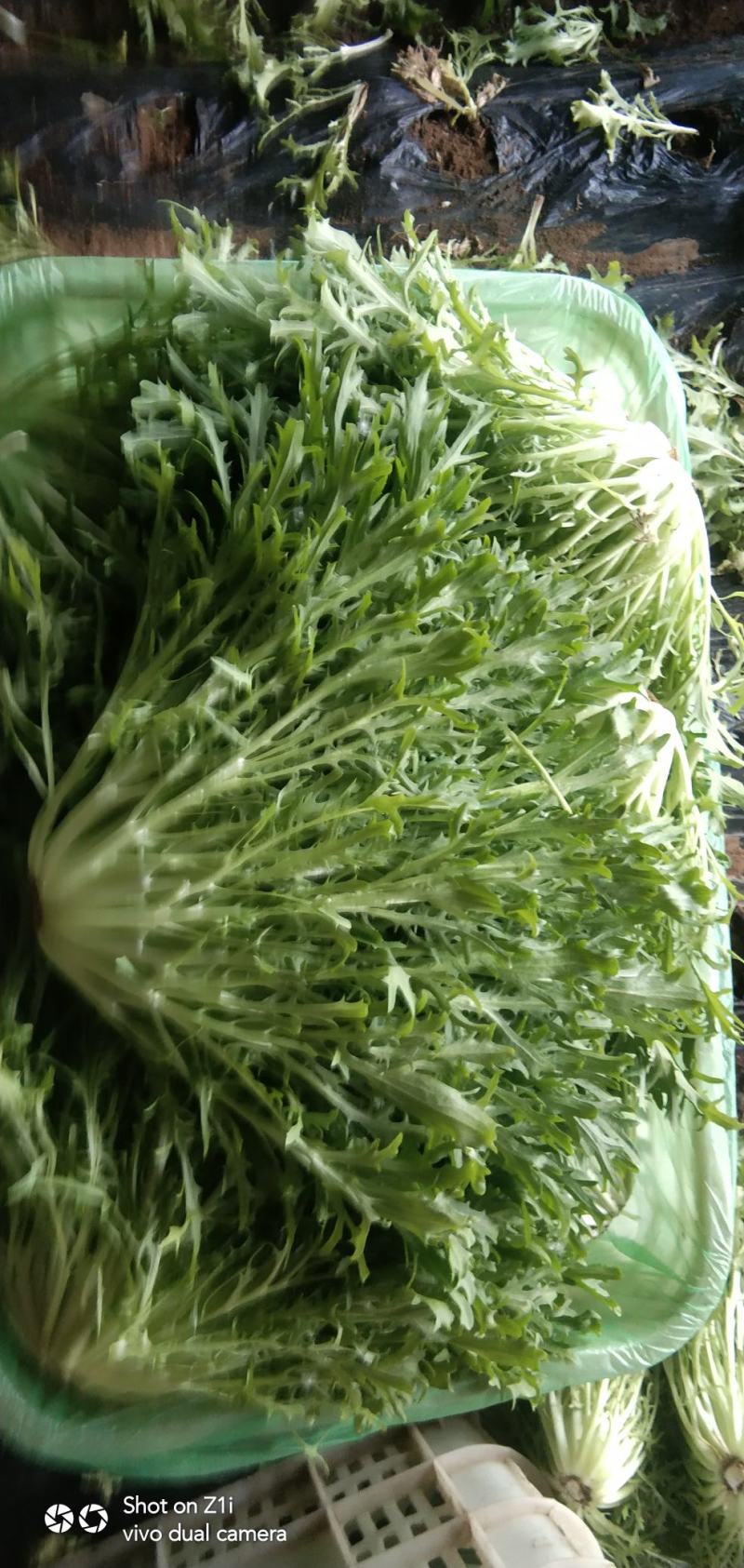 苦菊精品苦菊，苦叶产地直销货量充足，供应全国各地