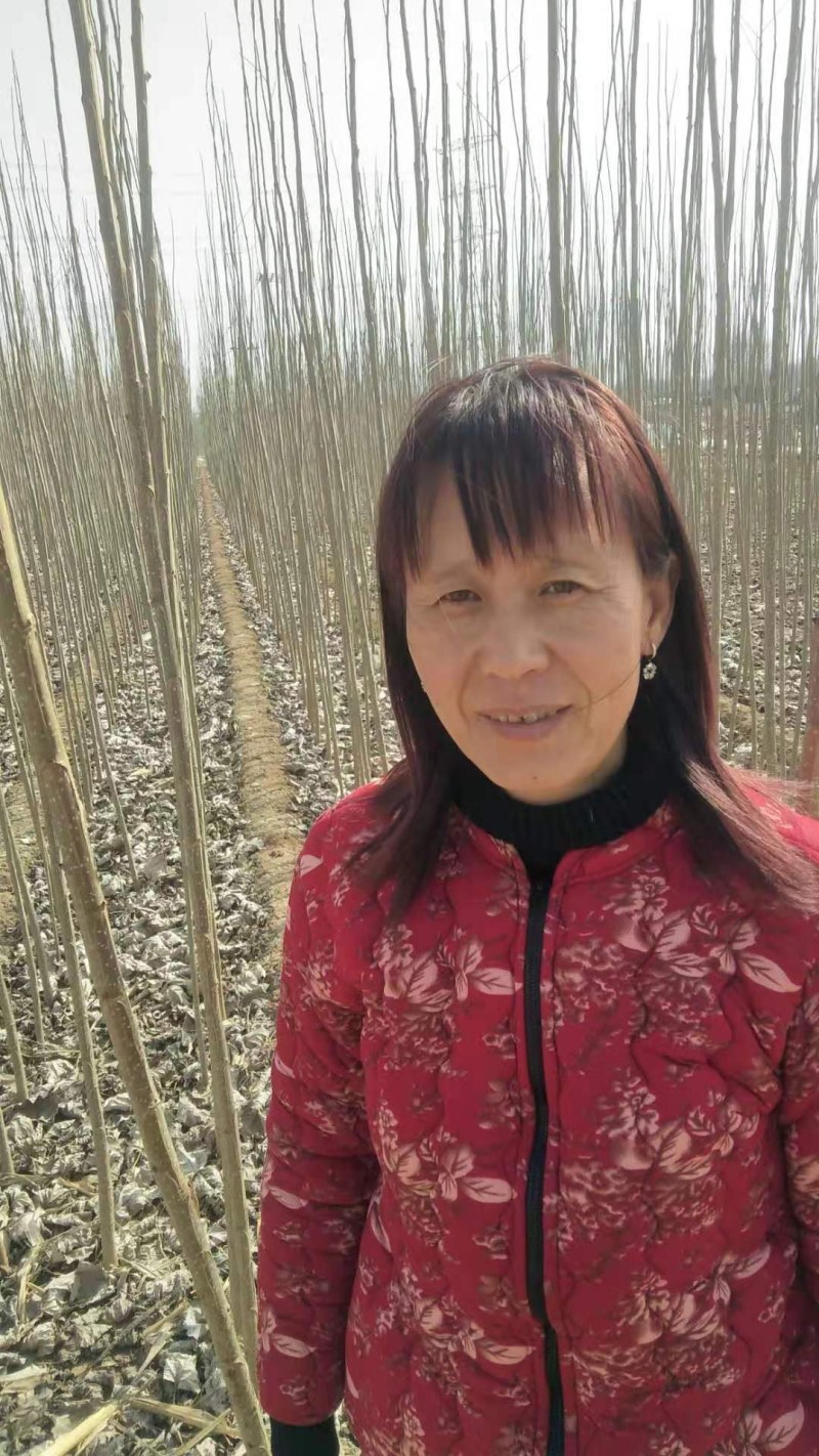 107速生杨树苗，易成活，条型直！