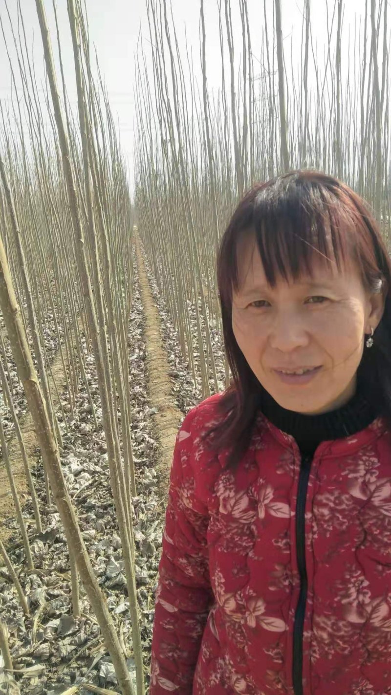 107速生杨树苗，易成活，条型直！