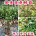 油茶树苗包正宗其茶油可食用外敷推广种植品种作用大