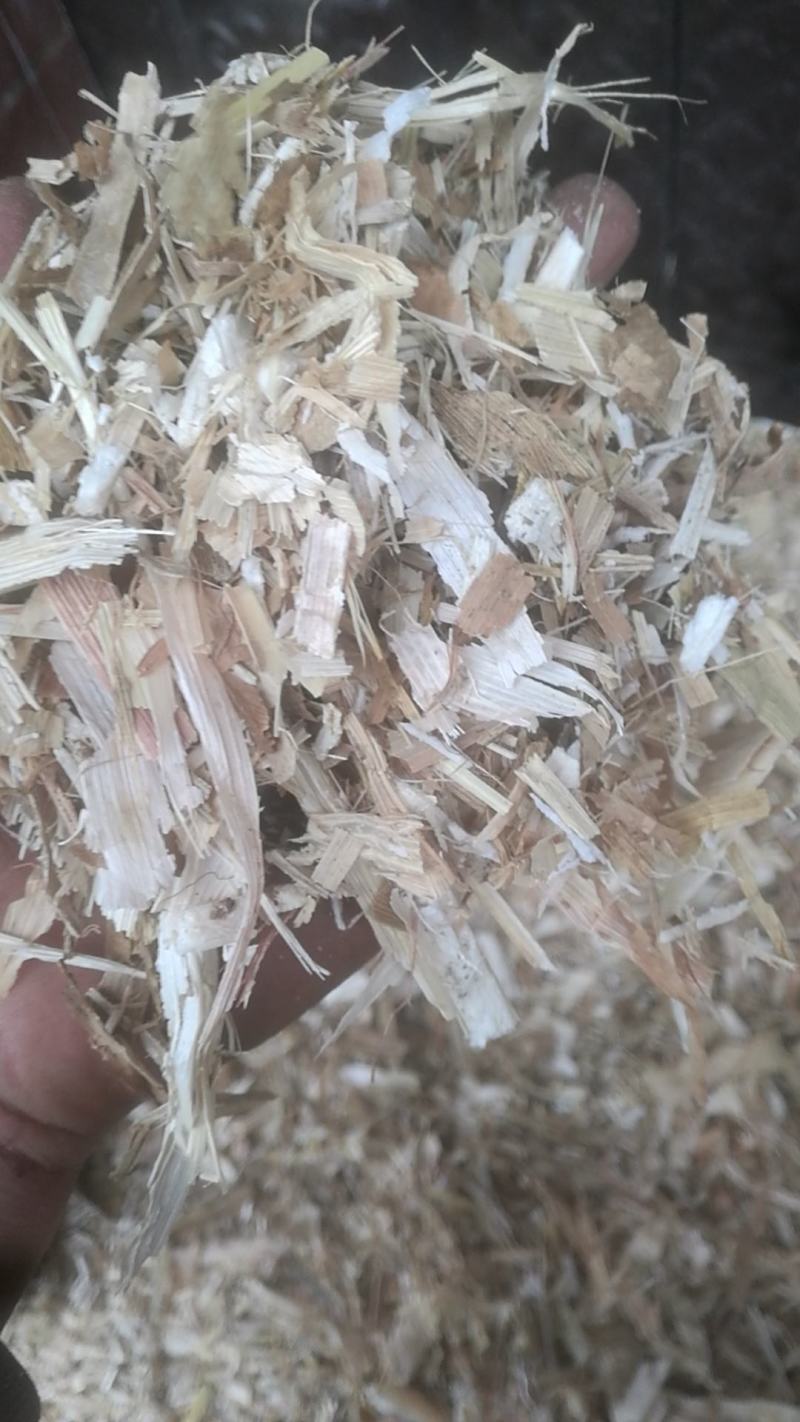 过夏人工铡段玉米秸秆