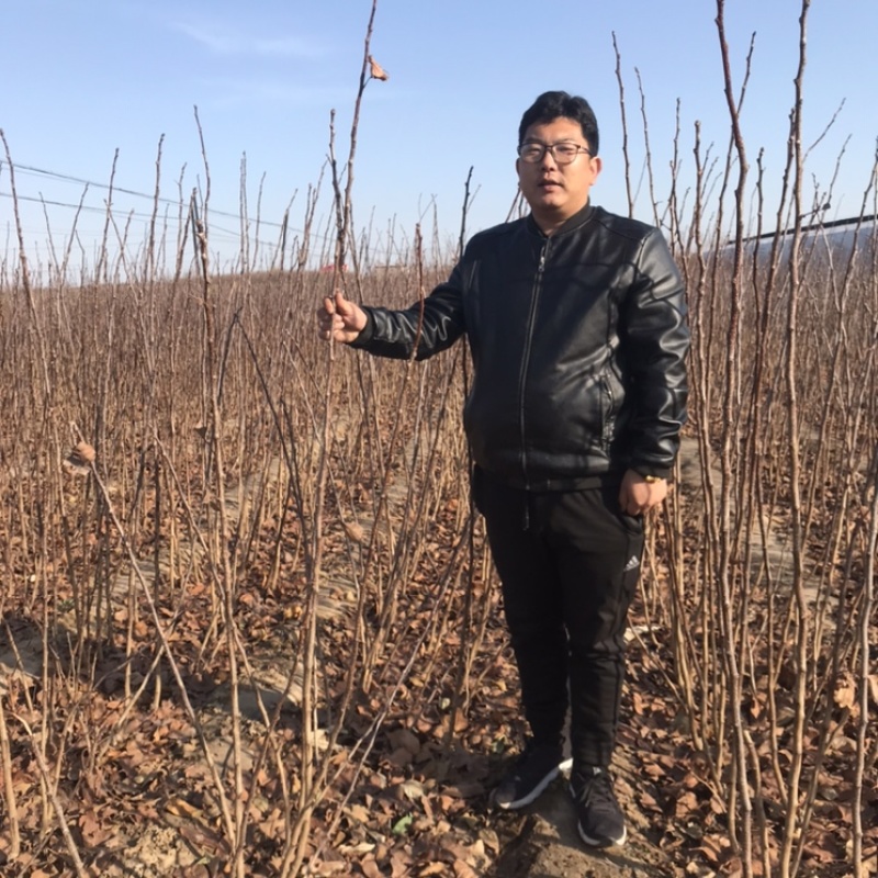 河北秦皇岛昌黎县大金星山楂树苗