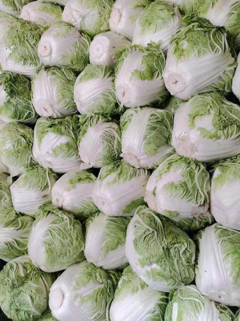 东京868冷库库存精品大白菜