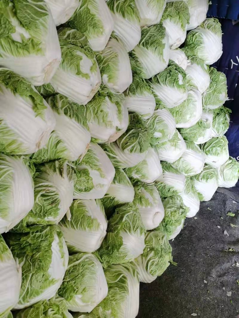 东京868冷库库存精品大白菜