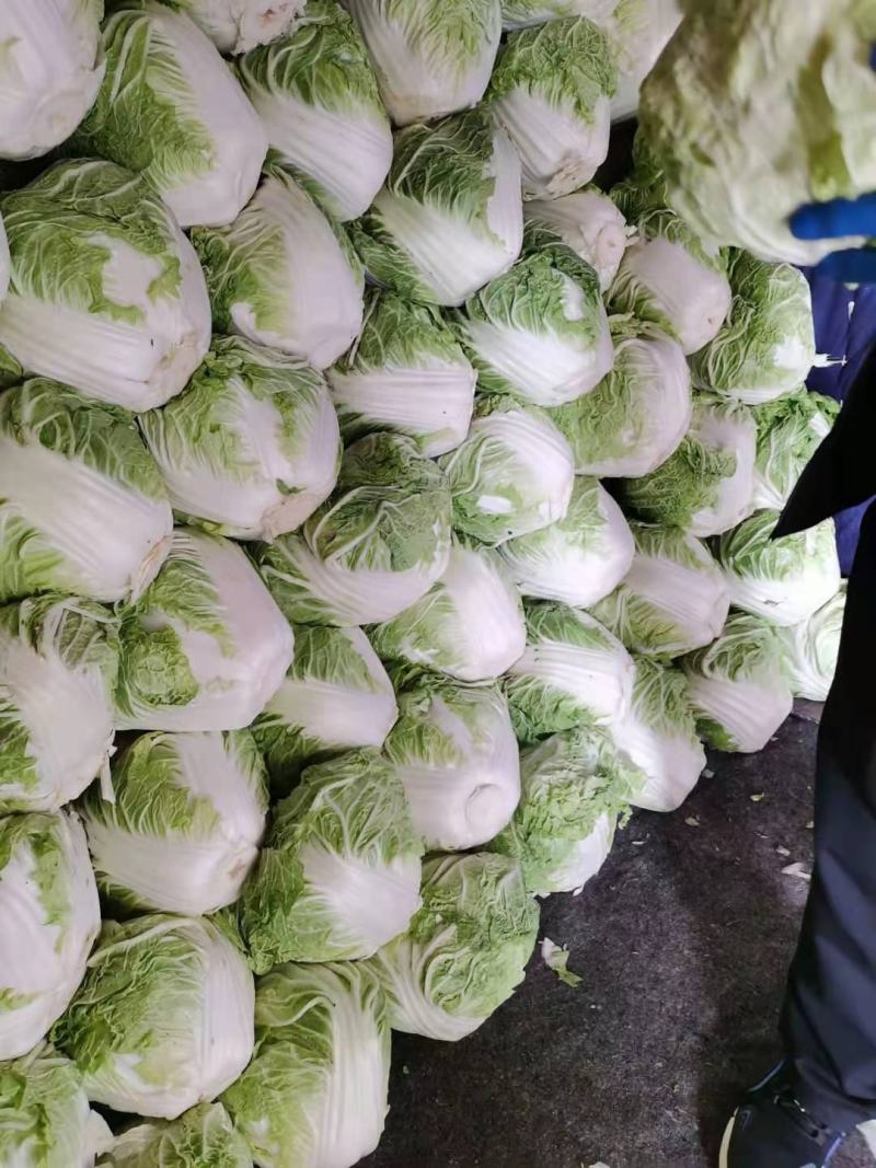 东京868冷库库存精品大白菜