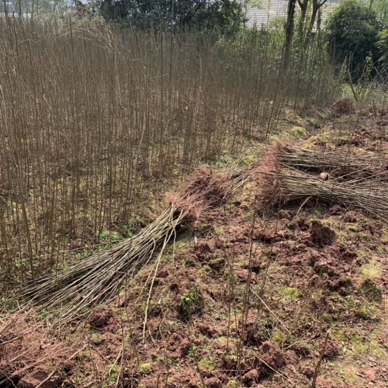 重庆栾树苗.（摇钱树苗）四川栾树苗基地直发