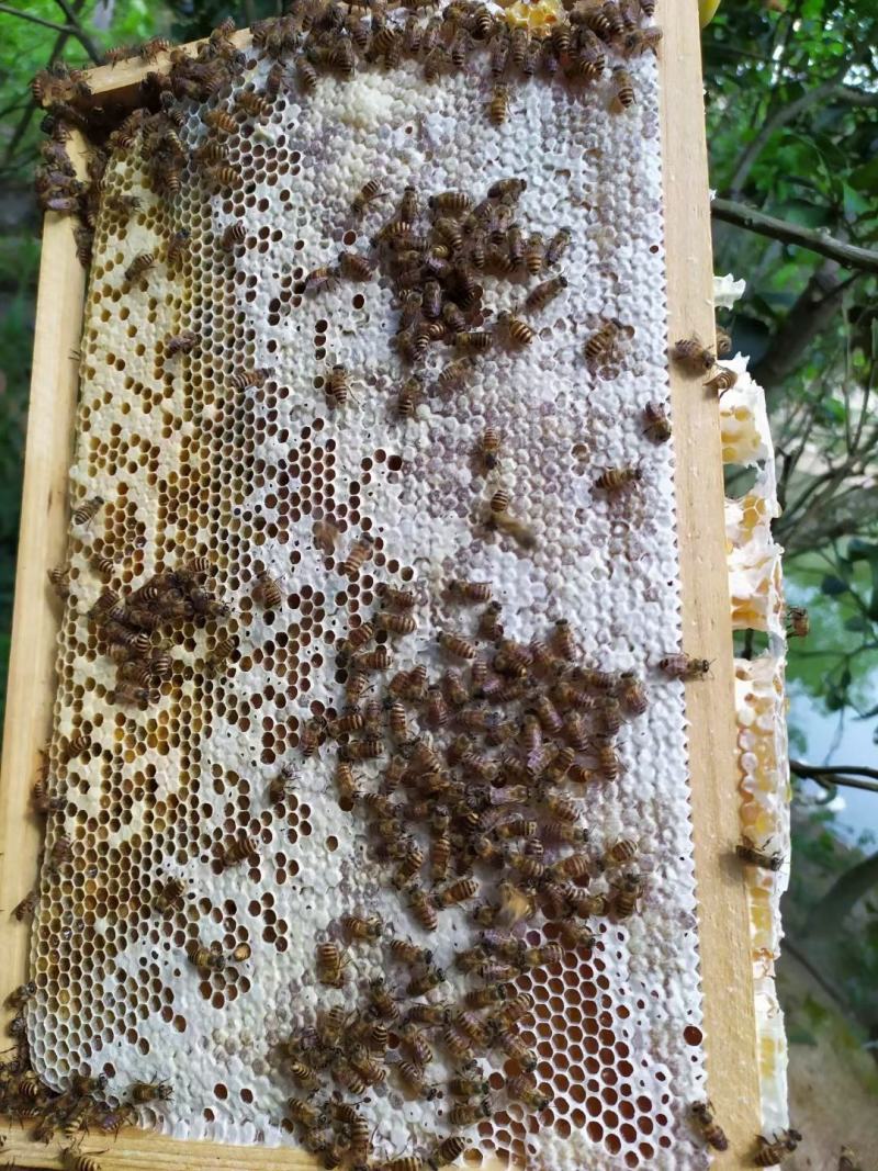 土蜂蜜，化橘红基地自产蜂蜜，一年采两次蜜，春蜜，冬蜜。