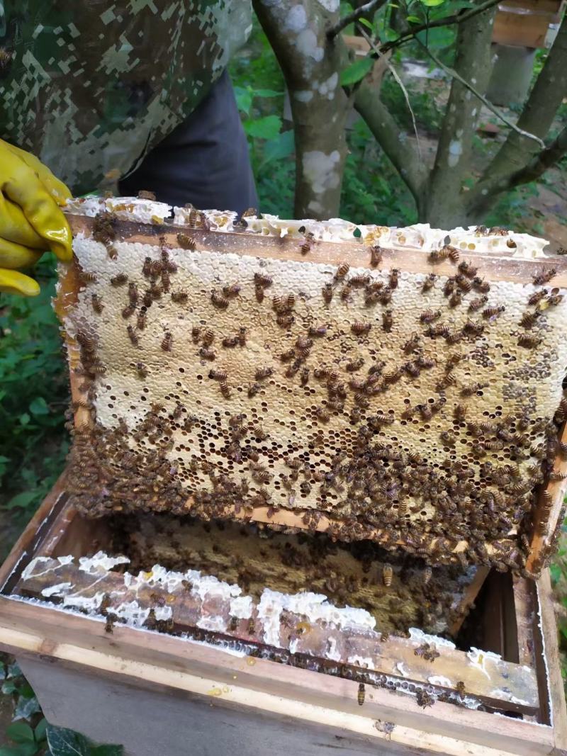 土蜂蜜，化橘红基地自产蜂蜜，一年采两次蜜，春蜜，冬蜜。