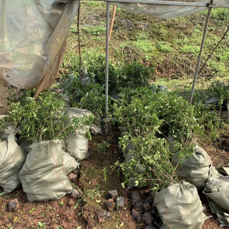 江津九叶青花椒苗、青花椒苗.重庆花椒苗。