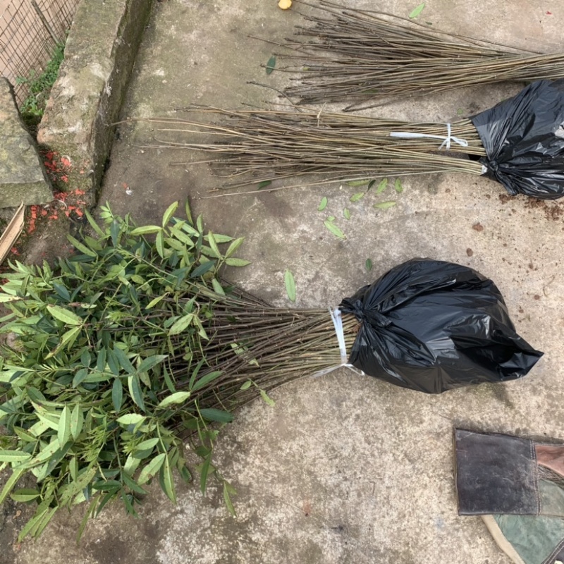 江津九叶青花椒苗、青花椒苗.重庆花椒苗。