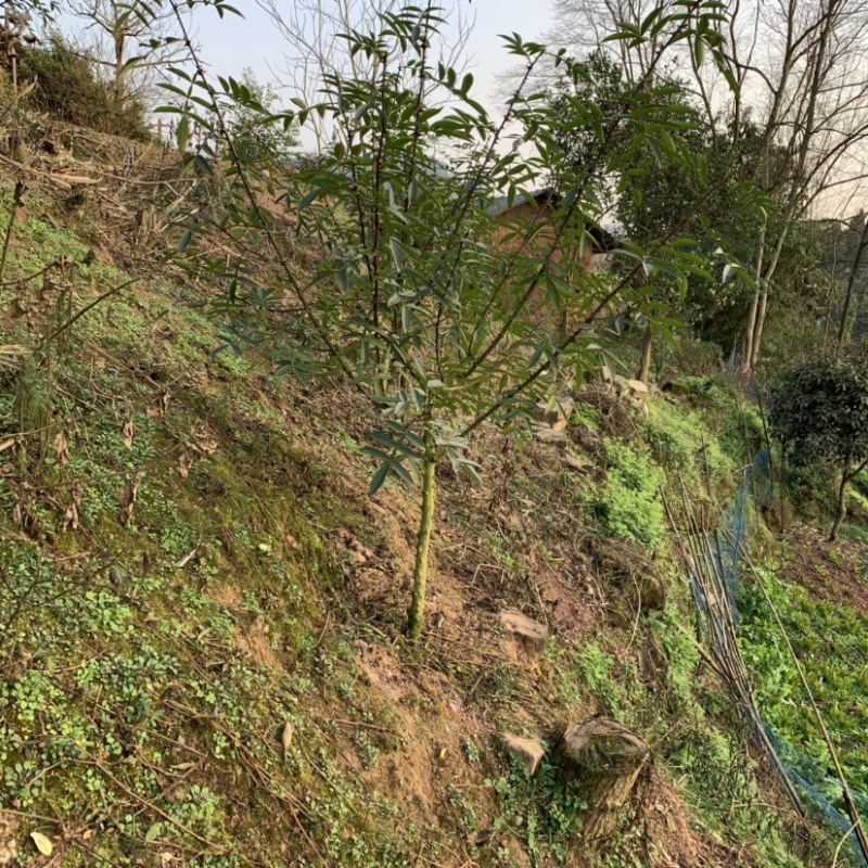 江津九叶青花椒苗、青花椒苗.重庆花椒苗。