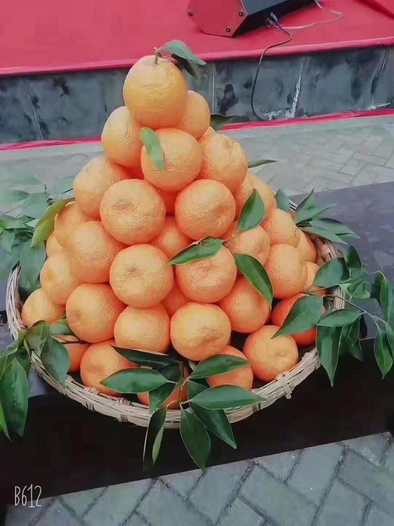 黄果柑，产地汉源县。口感酸甜适中，果面干净卖相好