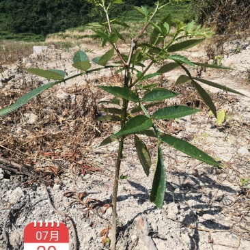 江津九叶青花椒苗、青花椒苗.重庆花椒苗。