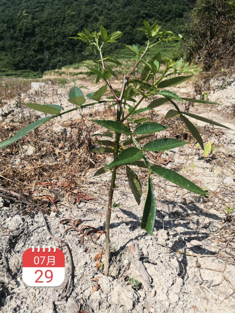 江津九叶青花椒苗、青花椒苗.重庆花椒苗。