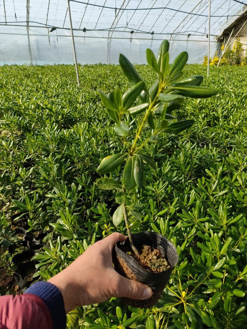 优质海桐新价格，海桐专业种植，大量供应海桐量大优惠