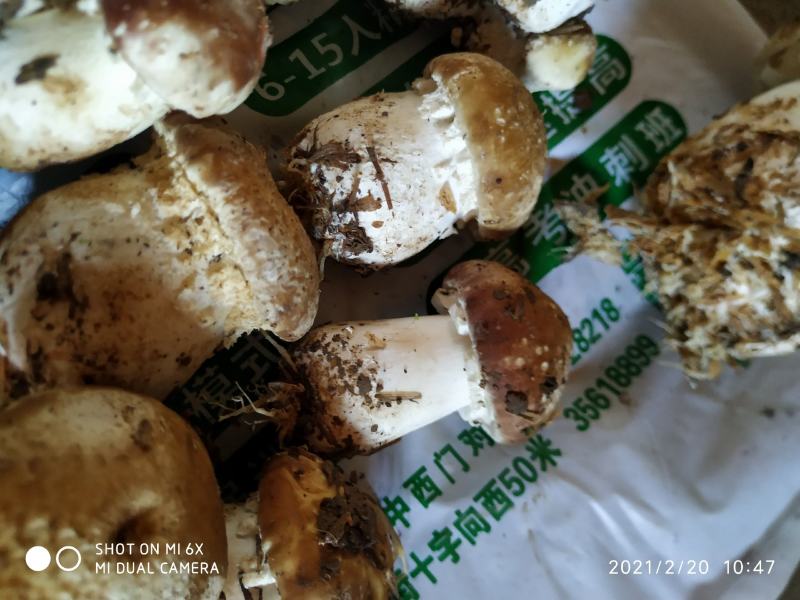 大球盖菇（又名，赤松容）