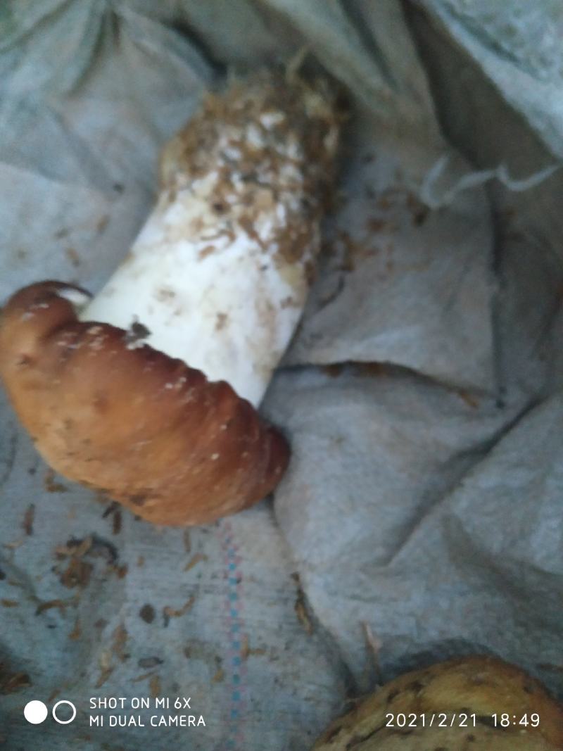 大球盖菇（又名，赤松容）