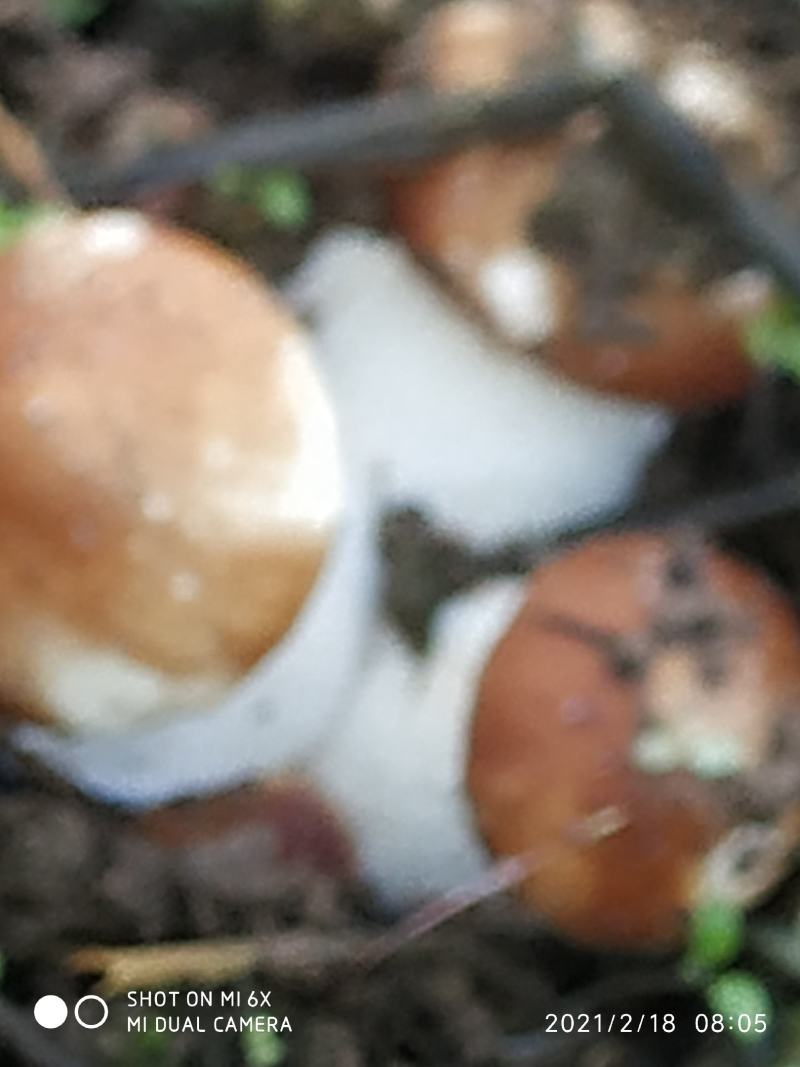 大球盖菇（又名，赤松容）