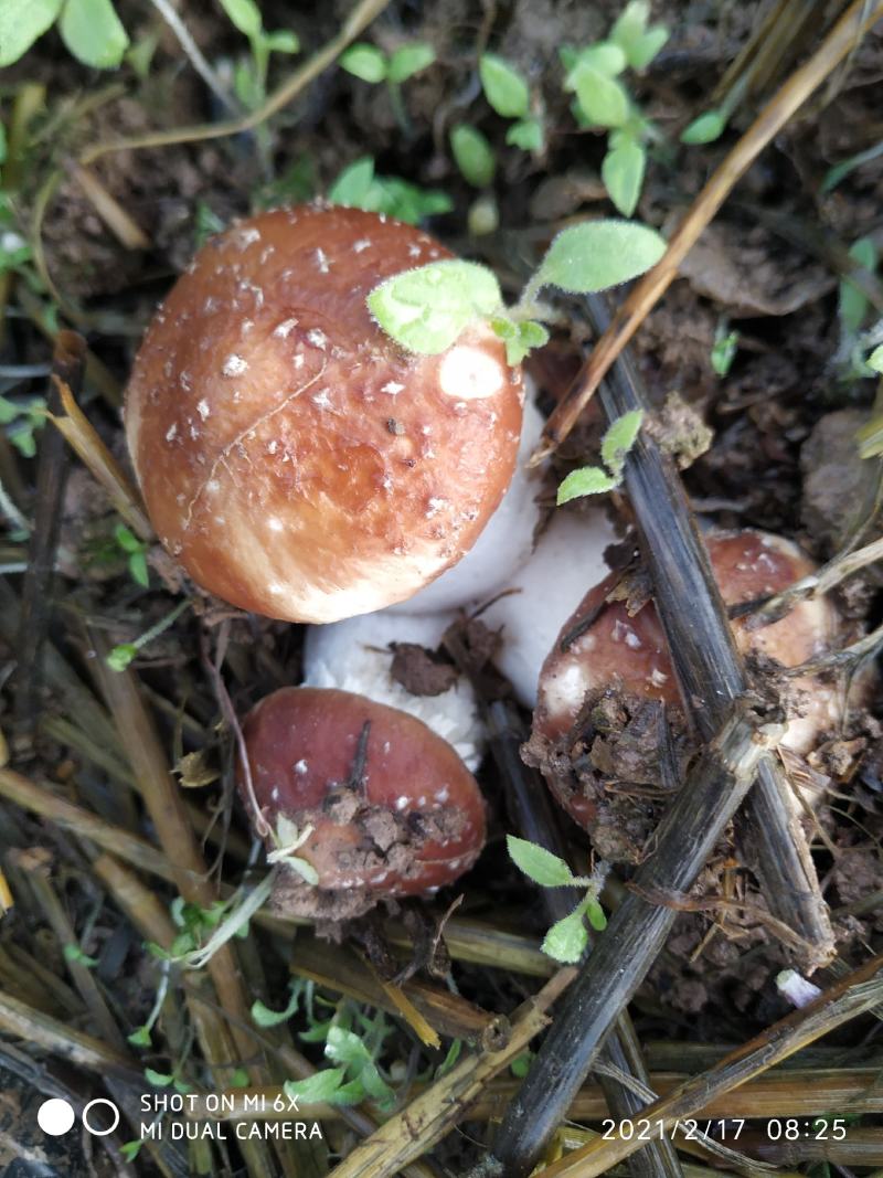大球盖菇（又名，赤松容）