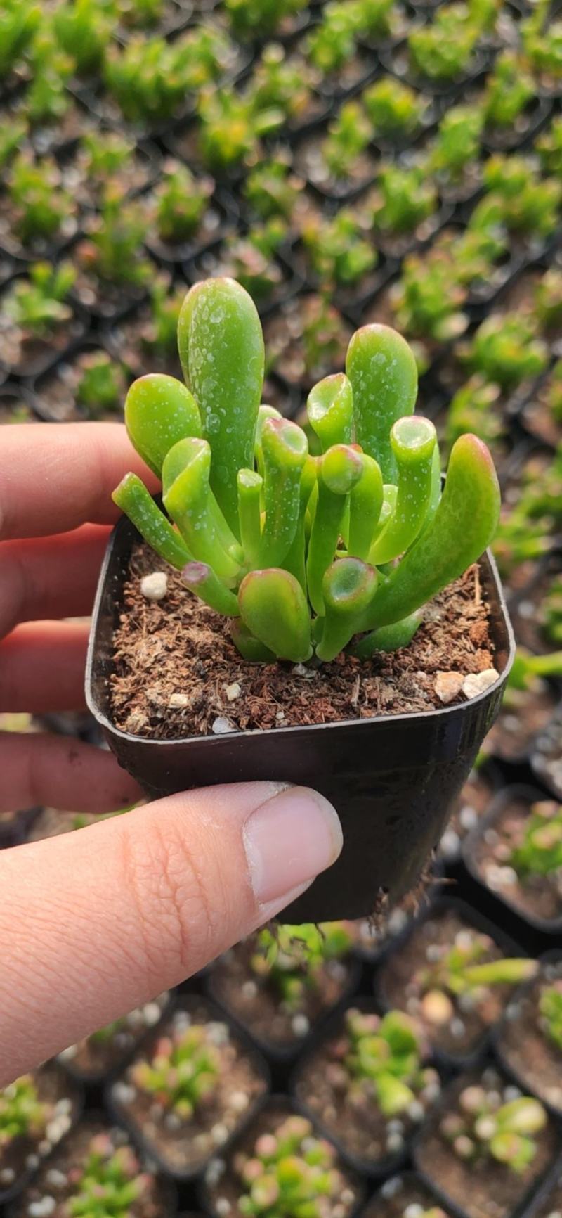 吸财树多肉植物50/70装